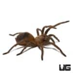 Colombian Purple And Gold Tarantula (Pseudhapalopus sp purple and gold) For Sale - Underground Reptiles