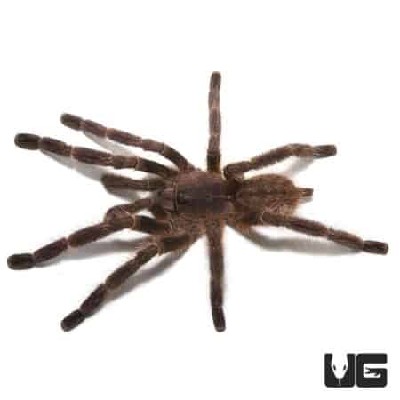 Male Wessel's Tiger Ornamental Tarantula, 4-5 inches, showcasing distinctive markings.