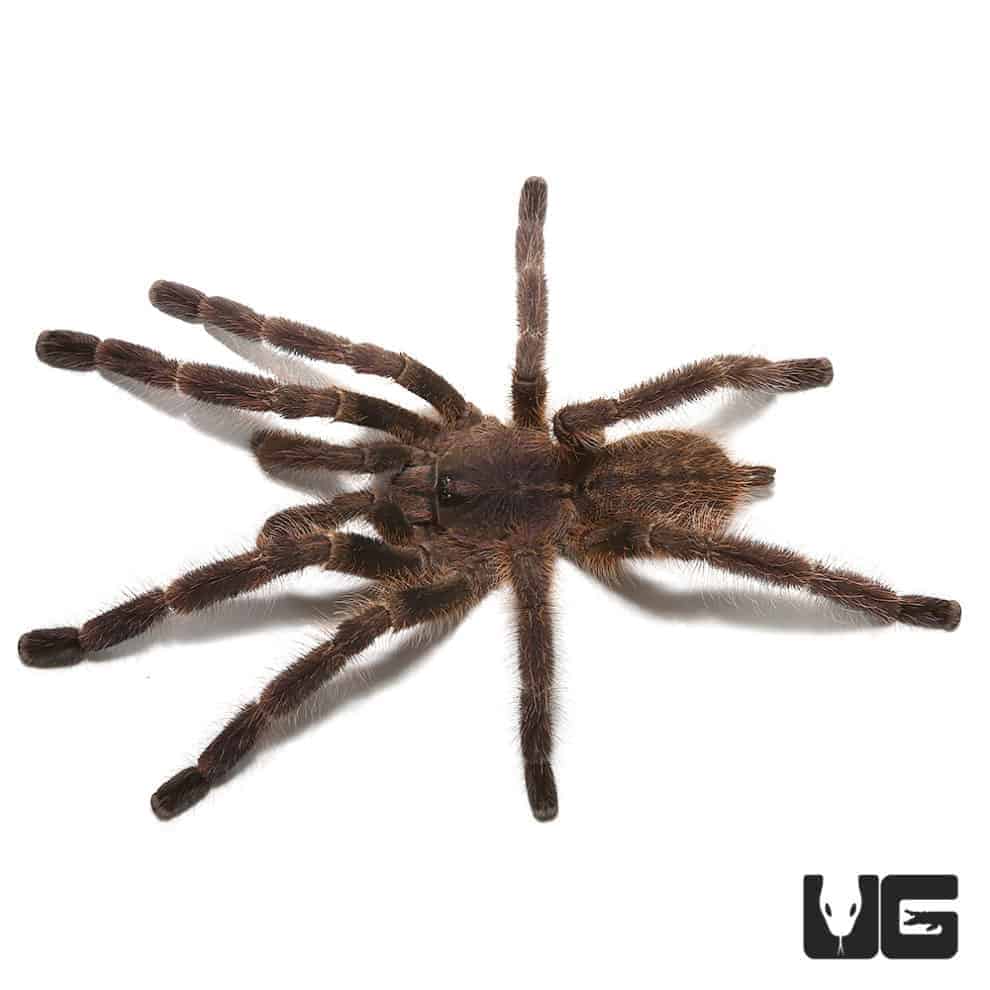 Wessel's Tiger Ornamental Tarantulas For Sale - Underground Reptiles