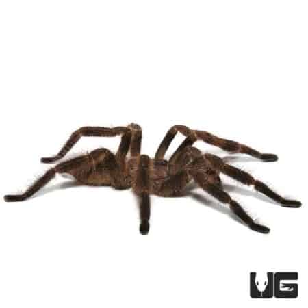 Mature male Wessel's Tiger Ornamental Tarantula, 4-5 inches, with brown and black markings.