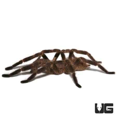 Mature male Wessel's Tiger Ornamental Tarantula, 4-5 inches long.