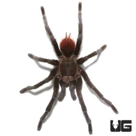 Close-up of a mature male Yucatan Rust Rump tarantula with distinctive reddish rump.