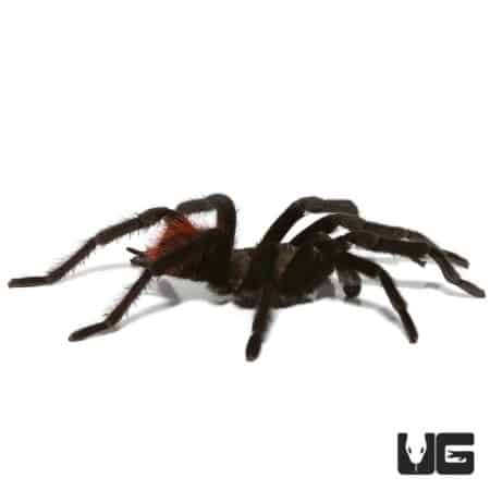 Yucatan Rust Rump Tarantula (Tliltocatl epicureanus) For Sale - Underground Reptiles