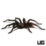 Yucatan Rust Rump Tarantula (Tliltocatl epicureanus) For Sale - Underground Reptiles