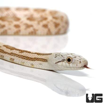 Moonshine Ratsnakes For Sale - Underground Reptiles
