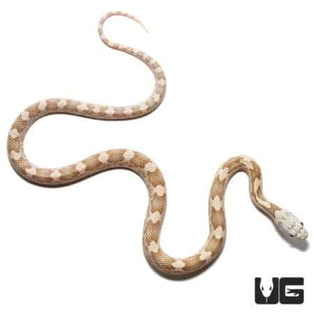 Moonshine Ratsnakes For Sale - Underground Reptiles