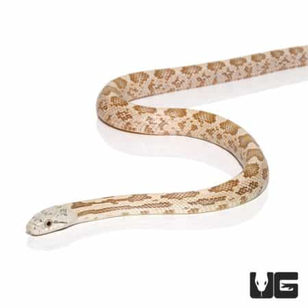 Moonshine Ratsnakes For Sale - Underground Reptiles