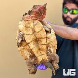 Adult Mata Mata Turtle