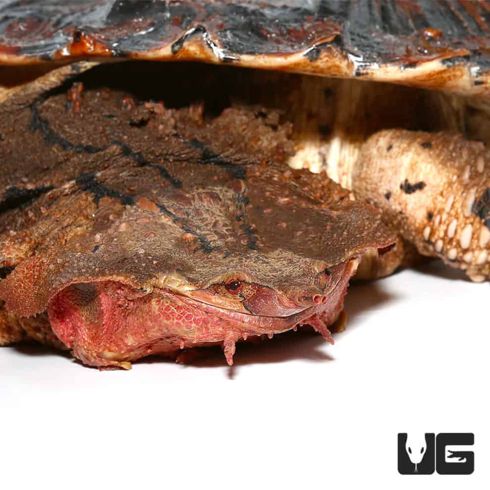 Adult Mata Mata Turtle (Chelus fimbriata) For Sale Underground Reptiles