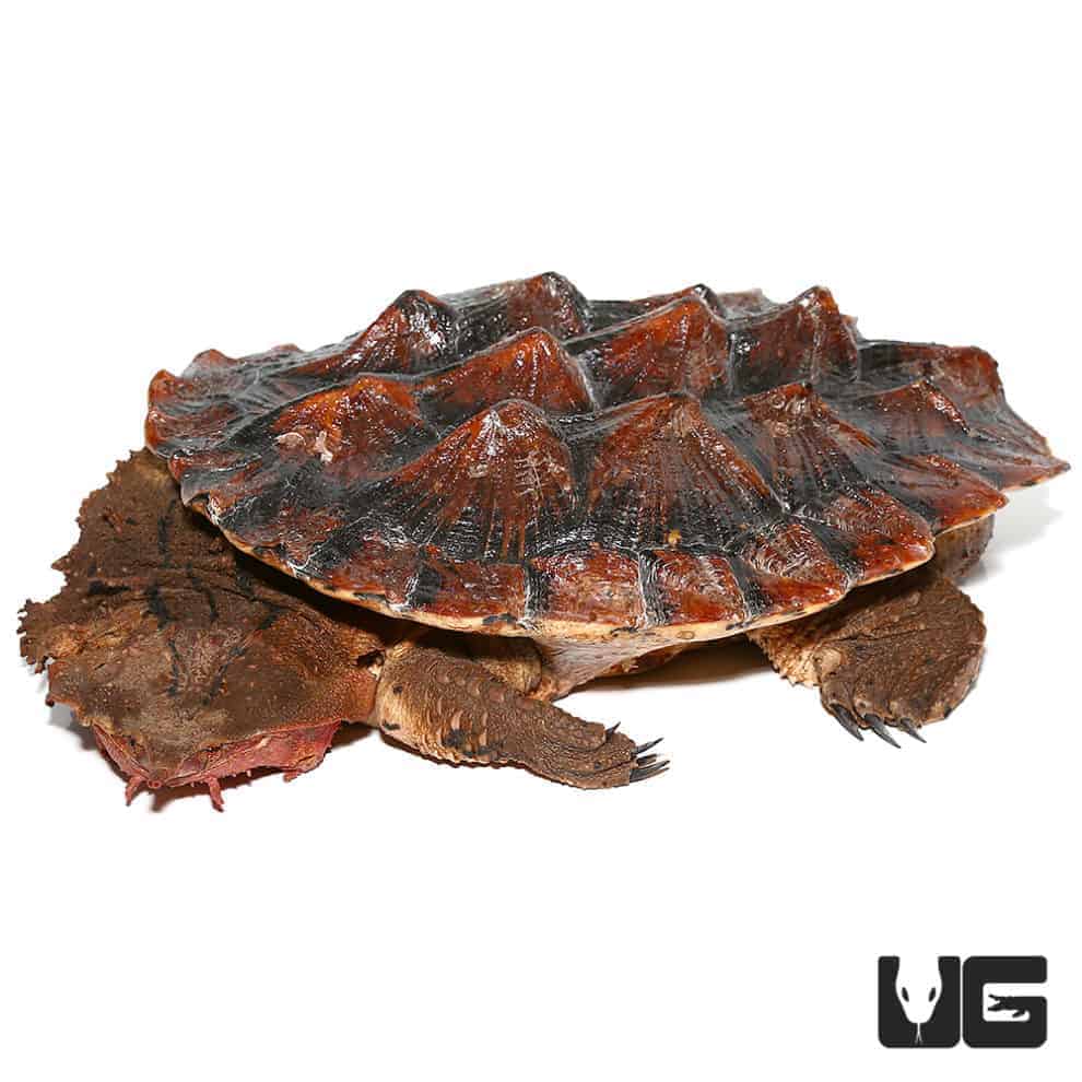 Adult Mata Mata Turtle (Chelus fimbriata) For Sale - Underground Reptiles