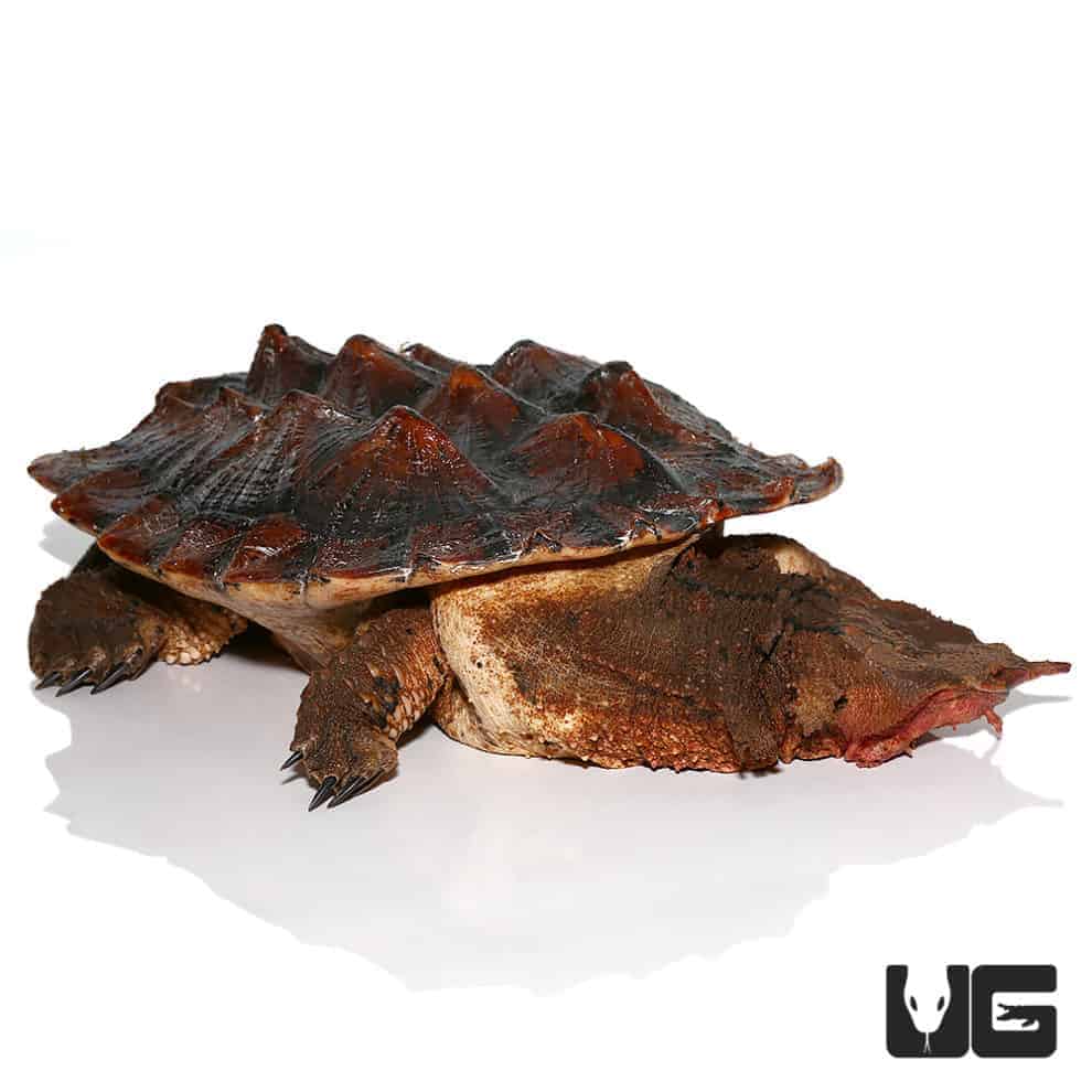 Adult Mata Mata Turtle (Chelus fimbriata) For Sale Underground Reptiles