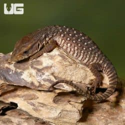 Baby Savannah Monitors (Varanus exanthematicus) For Sale - Underground Reptiles