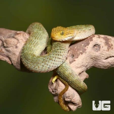 Baby Yellow Headed Squamigera Bush Viper (Atheris squamigera) For Sale - Underground Reptiles