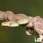 Baby Yellow Headed Squamigera Bush Viper (Atheris squamigera) For Sale - Underground Reptiles