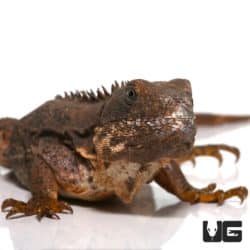 Clubtail Iguanas (Ctenosaura quinquecarinata) For Sale - Underground Reptiles