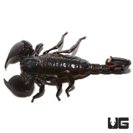 Female Emperor Scorpion, a popular exotic pet for enthusiasts and collectors.