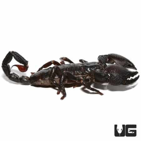 Female Emperor Scorpion, a popular exotic pet, known for its dark color and impressive size. Perfect.