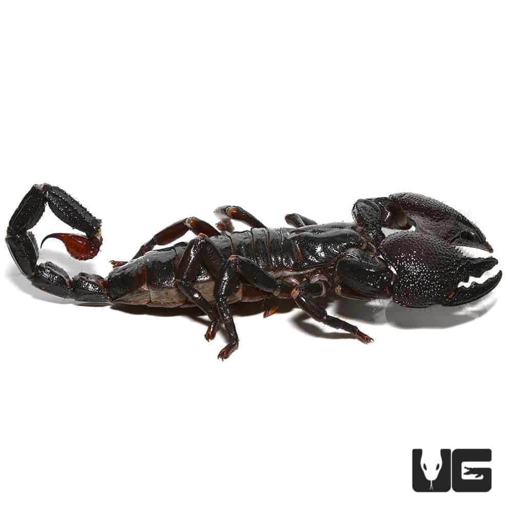 Emperor Scorpion For Sale Underground Reptiles