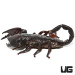 Emperor Scorpion (Pandinus imperator) For Sale - Underground Reptiles