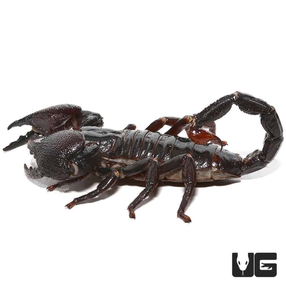 Emperor Scorpion For Sale - Underground Reptiles