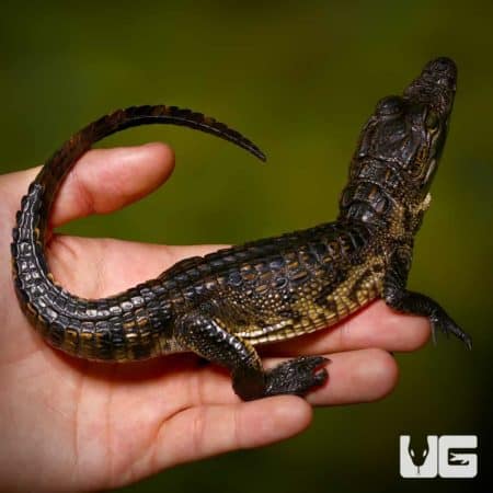 Morelet's Crocodile (Crocodylus moreletii) For Sale - Underground Reptiles