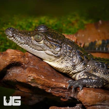 Morelet's Crocodile (Crocodylus moreletii) For Sale - Underground Reptiles