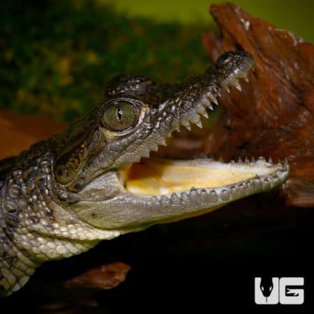 Morelet's Crocodile (Crocodylus moreletii) For Sale - Underground Reptiles