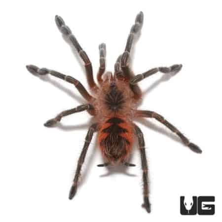 Purple Starburst Birdeater Tarantula (Pamphobeteus machala) For Sale - Underground Reptiles