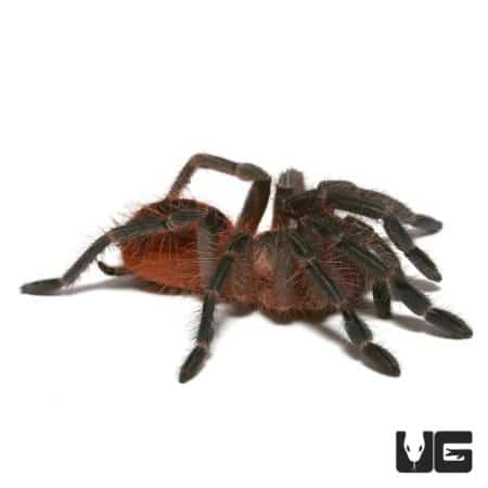 Purple Starburst Birdeater Tarantula (Pamphobeteus machala) For Sale - Underground Reptiles