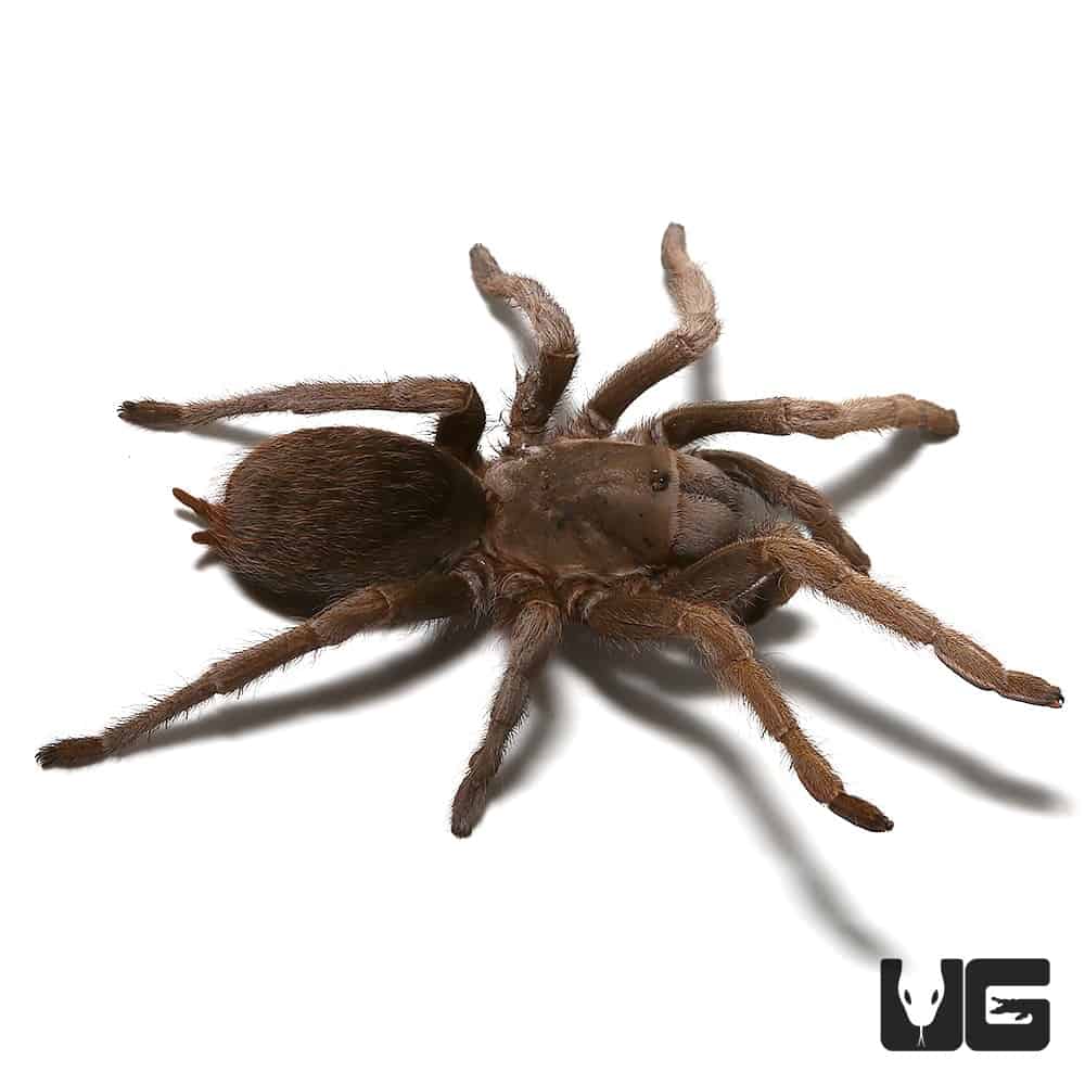 Female Nicaraguan Fossorial Tarantula (Sandinista lanceolatum) For Sale ...