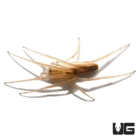 Oblong Orb Weaver spider with elongated body and legs, native to various regions, known for its intr.