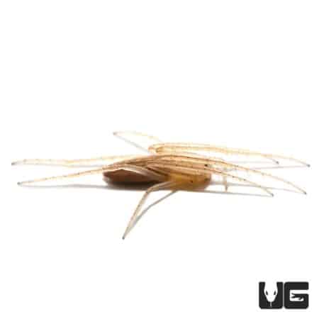 Oblong Orb Weaver (Larinia directa) For Sale - Underground Reptiles
