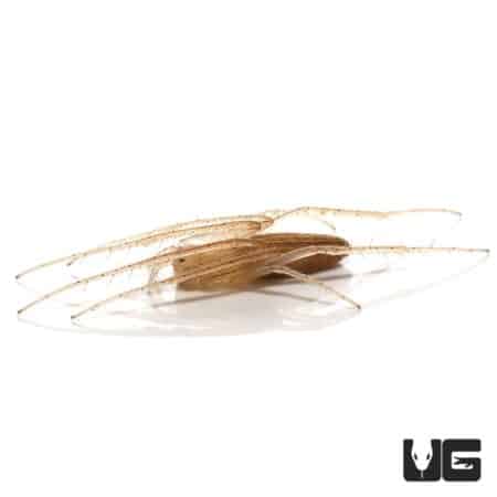 Oblong Orb Weaver (Larinia directa) For Sale - Underground Reptiles