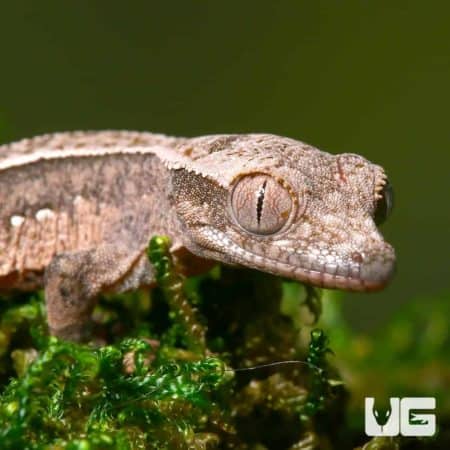 Baby Pumpkin Reverse Pinstripe Harlequin Crested Geckos For Sale - Underground Reptiles