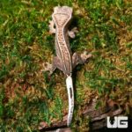 Baby Pumpkin Reverse Pinstripe Harlequin Crested Geckos For Sale - Underground Reptiles