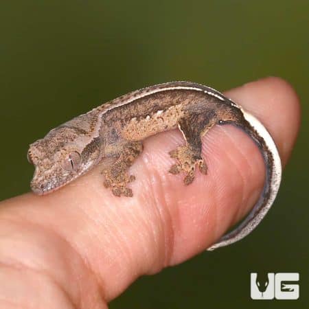 Baby Pumpkin Reverse Pinstripe Harlequin Crested Geckos For Sale - Underground Reptiles