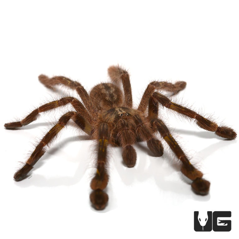 Redslate Ornamental Tarantula (Poecilotheria rufilata) For Sale ...