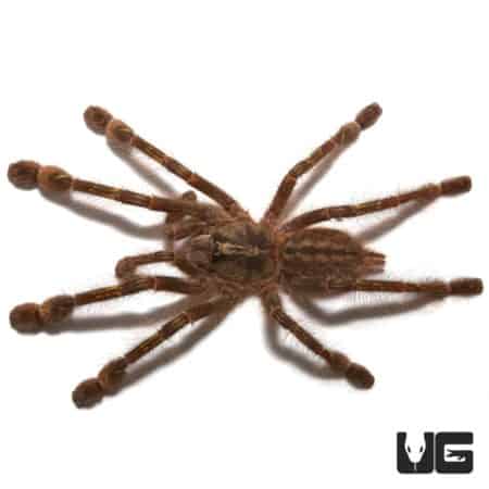 Redslate Ornamental Tarantula (Poecilotheria rufilata) For Sale - Underground Reptiles