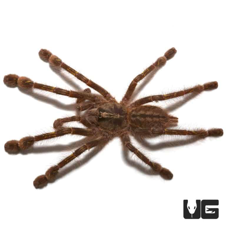 Redslate Ornamental Tarantula (Poecilotheria rufilata) For Sale ...