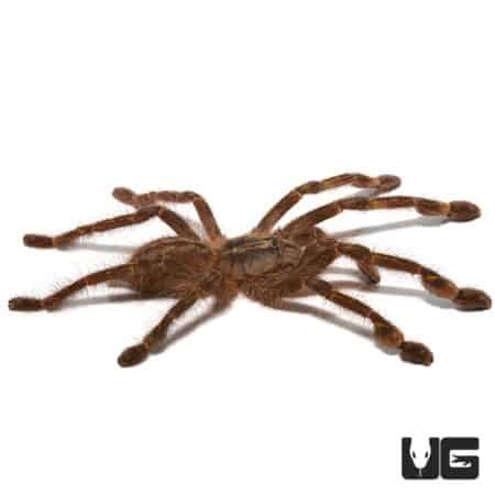 Redslate Ornamental Tarantula, 3-inch, exotic pet arachnid.