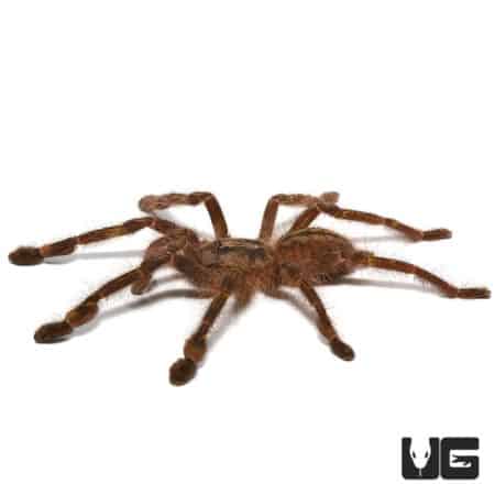 Redslate Ornamental Tarantula (Poecilotheria rufilata) For Sale - Underground Reptiles
