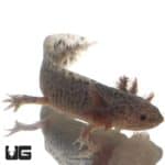 Axanthic Axolotls (Ambystoma mexicanum) For Sale - Underground Reptiles