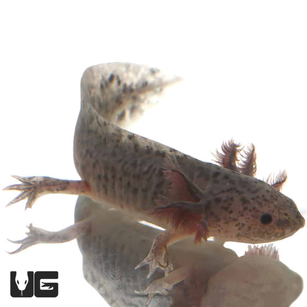 Copper Axolotls For Sale Underground Reptiles