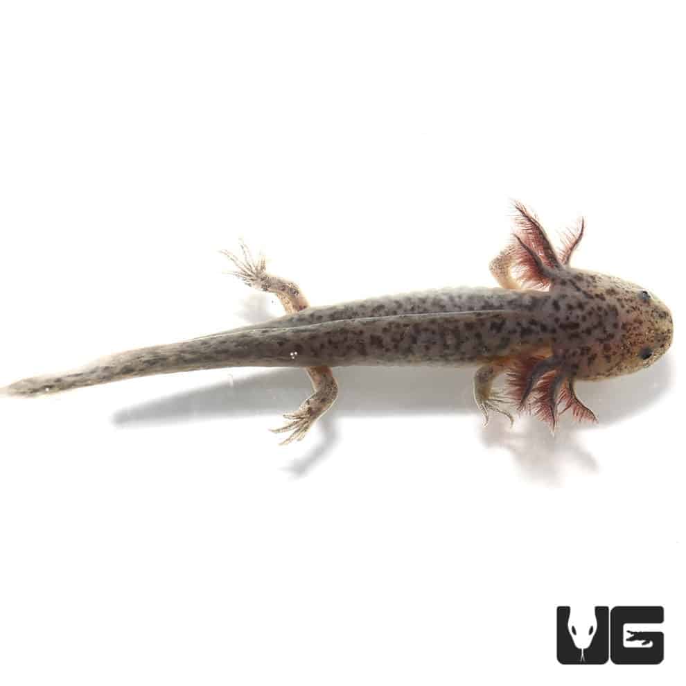 Copper Axolotls For Sale Underground Reptiles