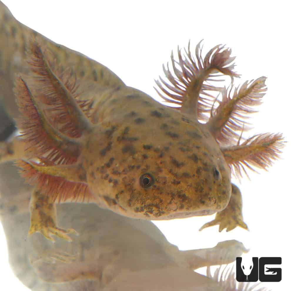 Copper Axolotls For Sale Underground Reptiles