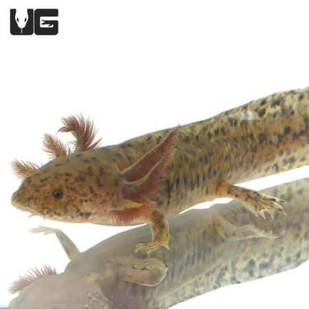 Sub Adult Copper Axolotl with vibrant coloration and unique features.