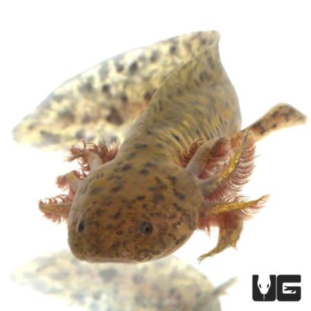 Sub adult copper axolotl with mottled skin and fins, aquatic amphibian from Underground Reptiles.