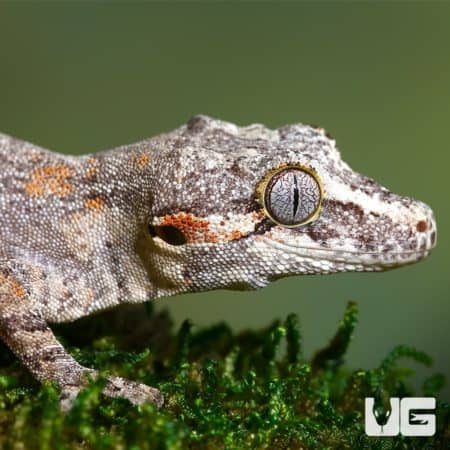 Sub Adult Male Orange Blotched Gargoyle Geckos For Sale - Underground Reptiles