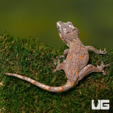 Sub adult male orange blotched gargoyle gecko on moss.