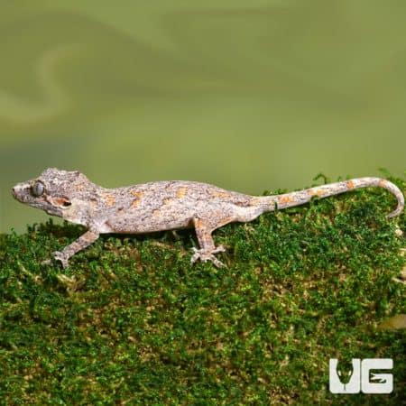 Sub Adult Male Orange Blotched Gargoyle Gecko resting on mossy surface.